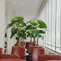 alocasia in banana 1